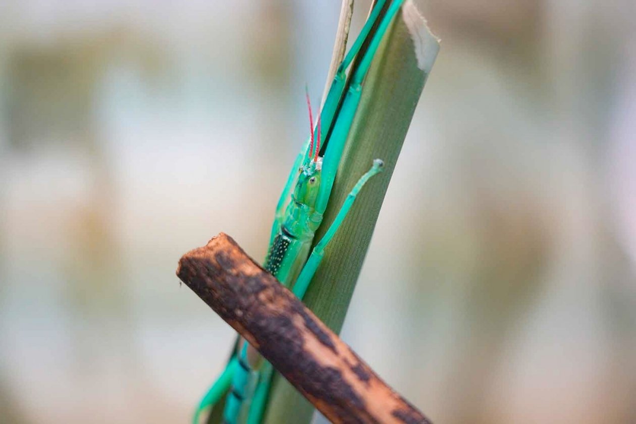 В Московском зоопарке впервые появились мятные палочники https://www.mos.ru