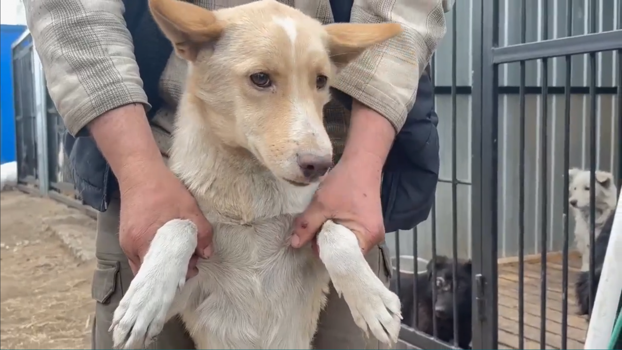 Собаку спасли с крыши магазина &quotСпутник&quot в центре Улан-Удэ администрация г. Улан-Удэ