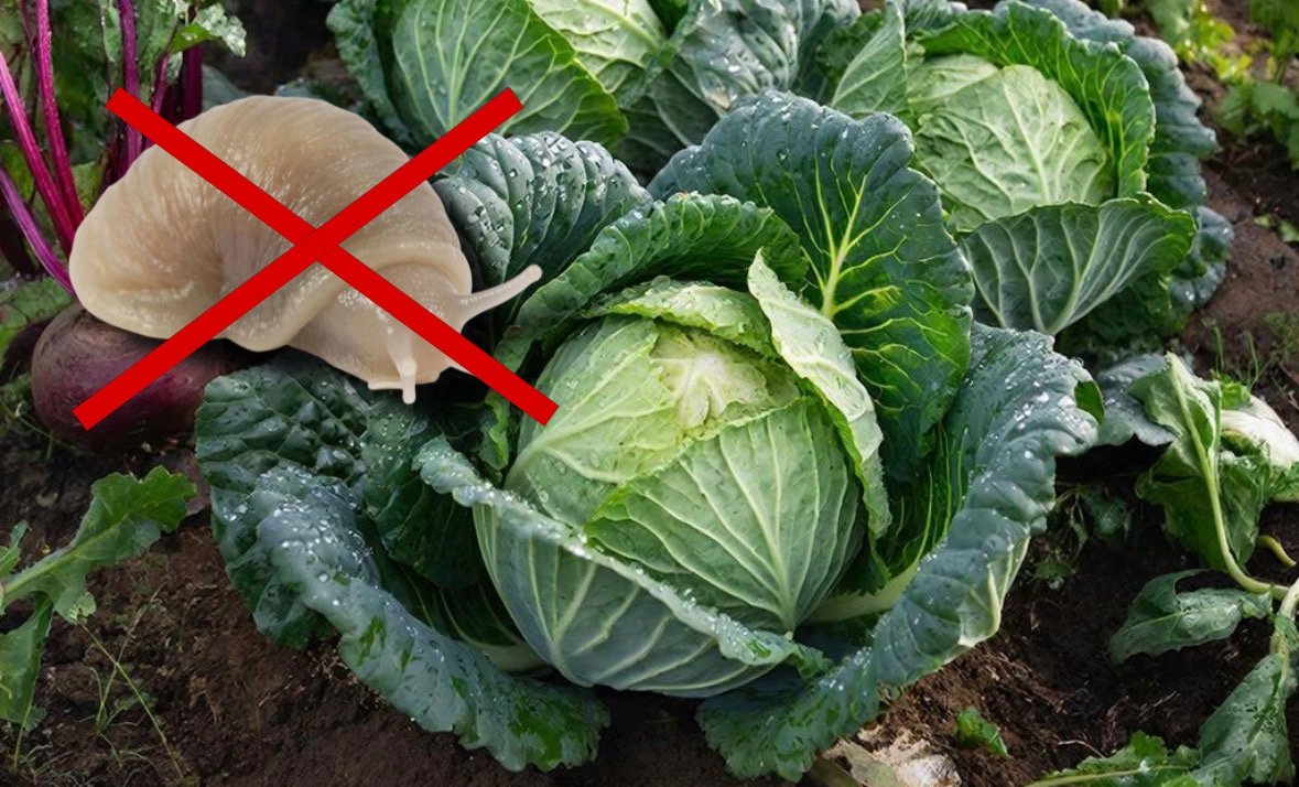 6 сортов капусты, которые не по зубам слизням - никаких дырявых листьев Создано с помощью ИИ