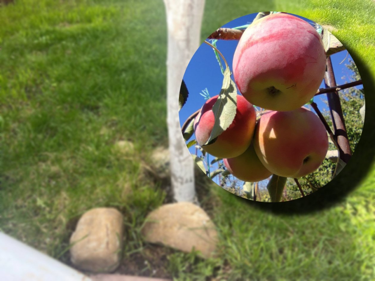 35 г вокруг ствола – и яблоки крупнее апельсинов: сладкие как варенье – никакой гнили ИА ChitaMedia