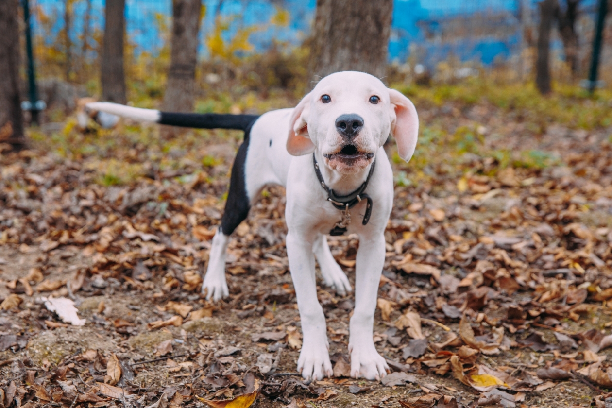Ветеринар объяснила, как защитить домашних любимцев от клещей Мария Смитюк, ИА PrimaMedia