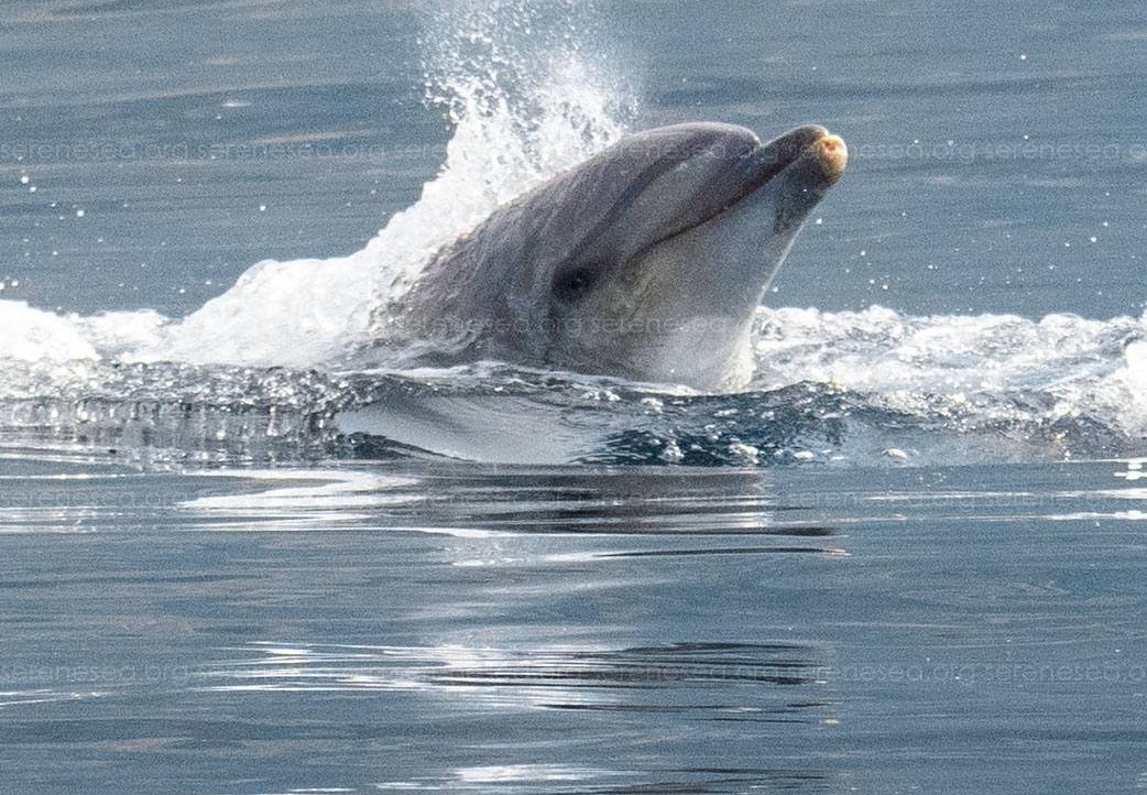 Прыжки афалин запечатлели под Севастополем Центр &quotБезмятежное море&quot