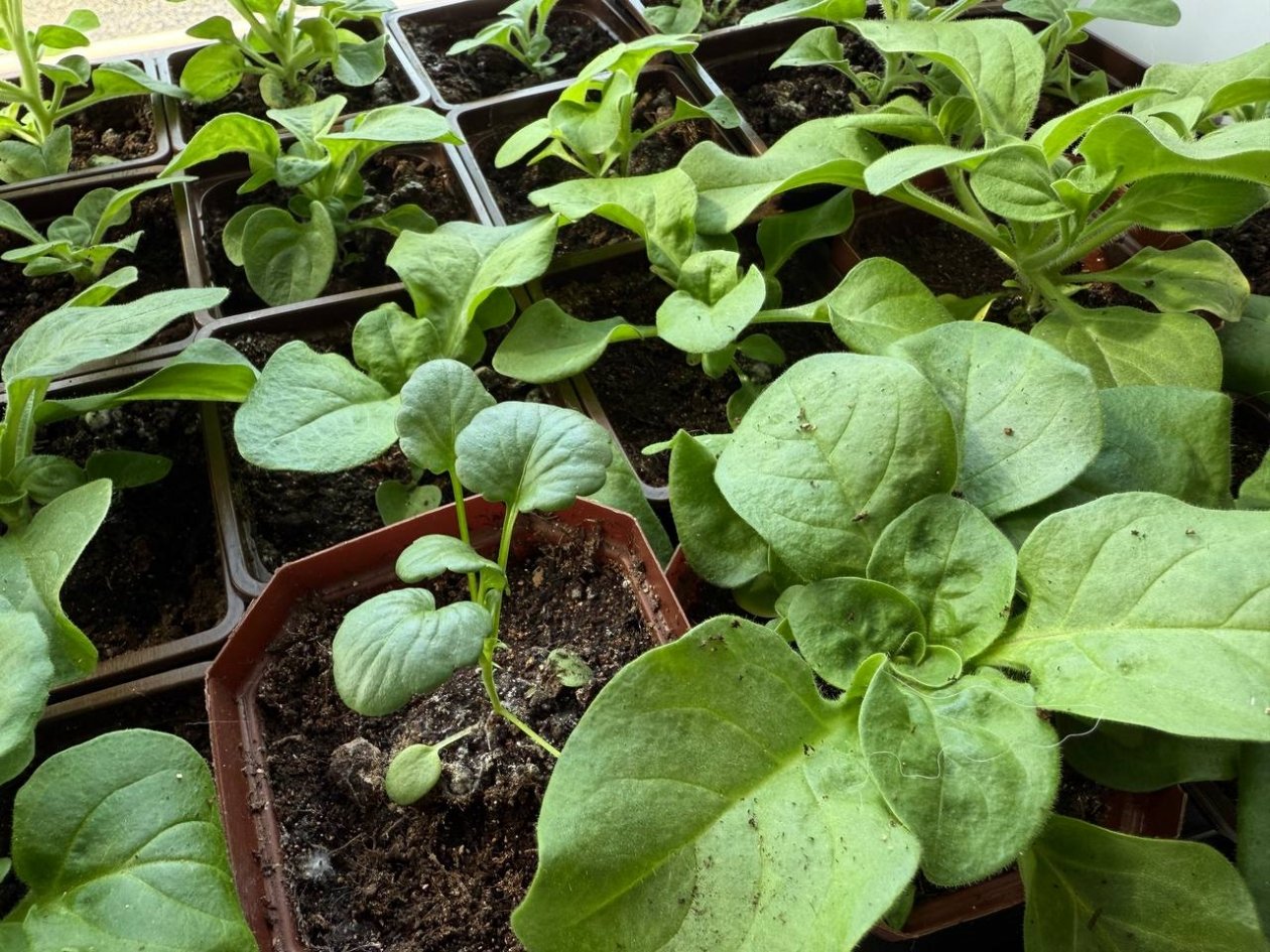 Апрельское тепло обманчиво: что можно делать в саду, а с чем лучше подождать Марина Кудрявцева, ИА UssurMedia