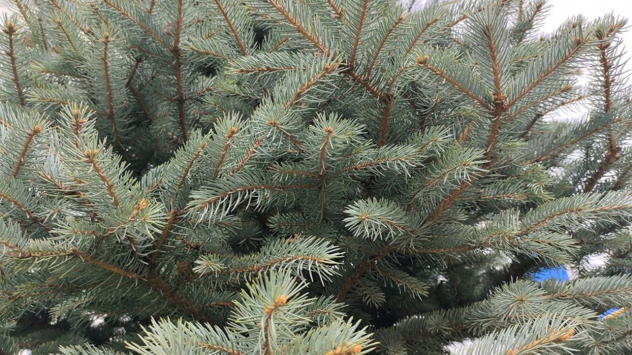 Голубая ель Автора