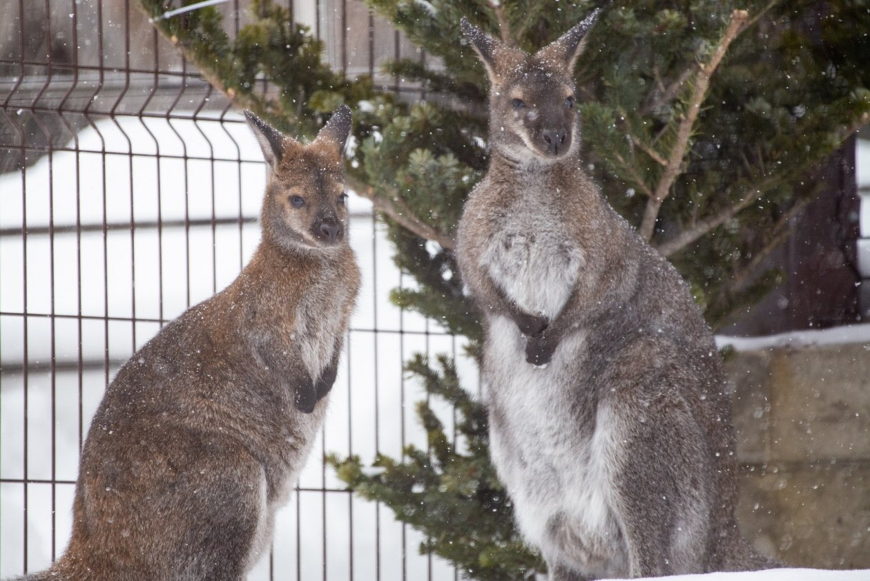 пресс-служба Сахалинского зоопарка