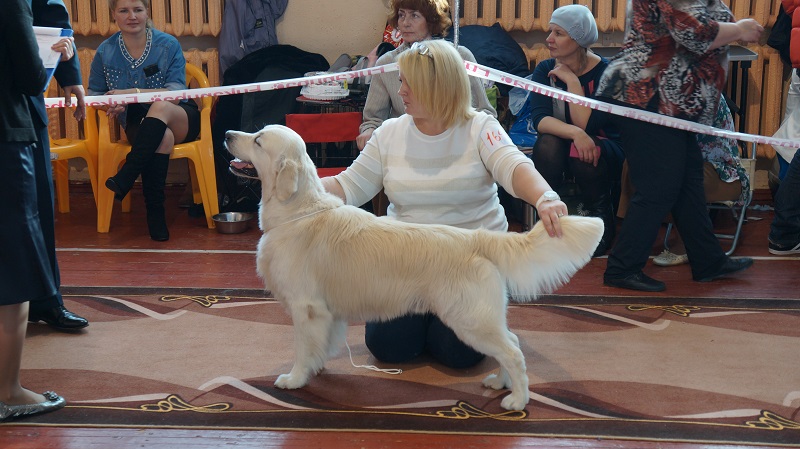 Золотистый ретривер, Тематическая иллюстрация