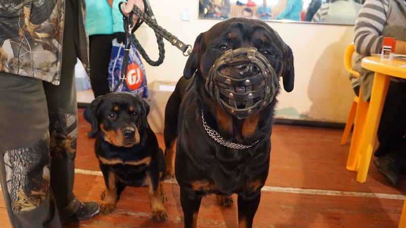 Ротвейлер, Тематическая иллюстрация