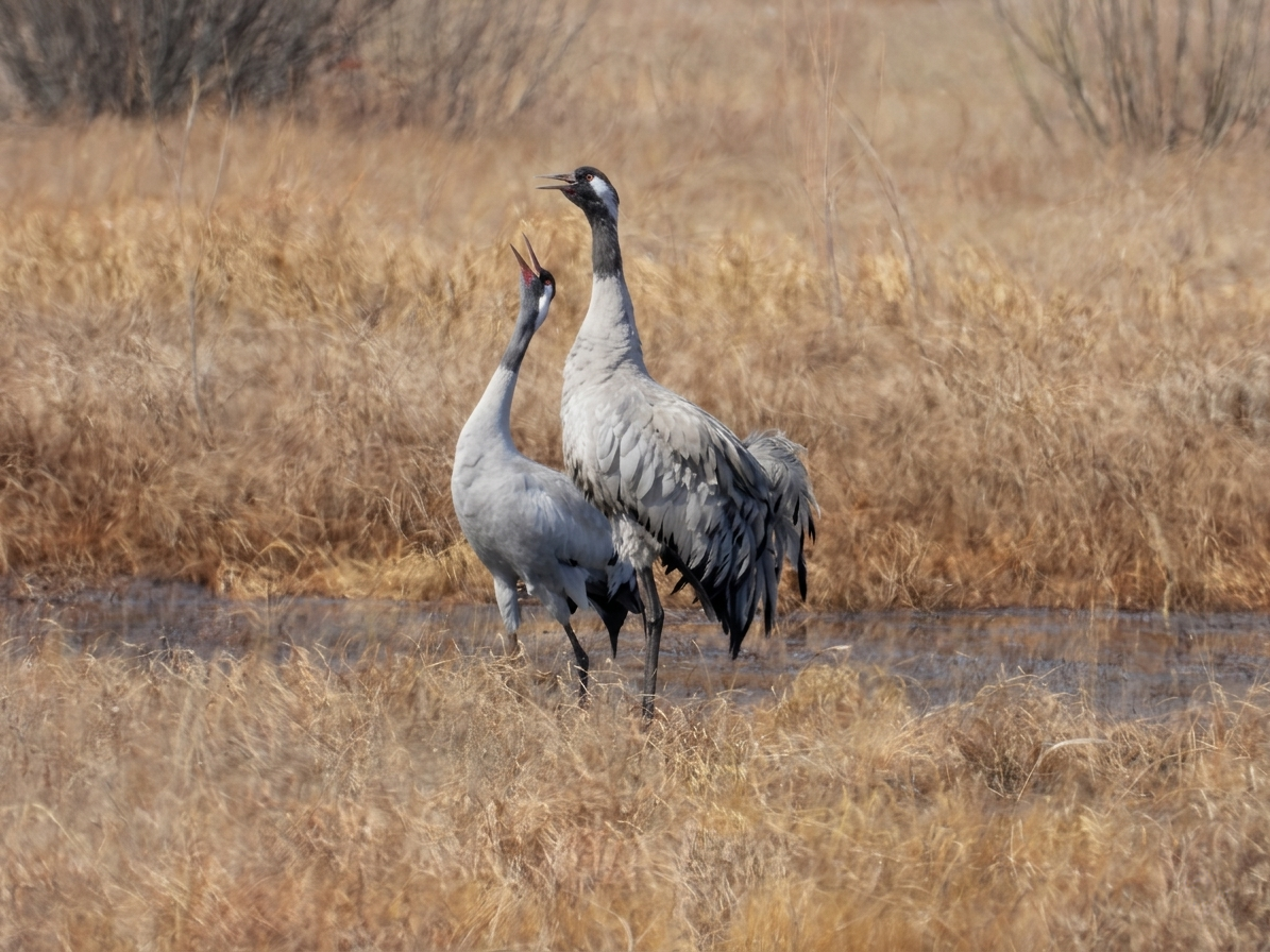 Журавли пресс-службы Сохондинского заповедника