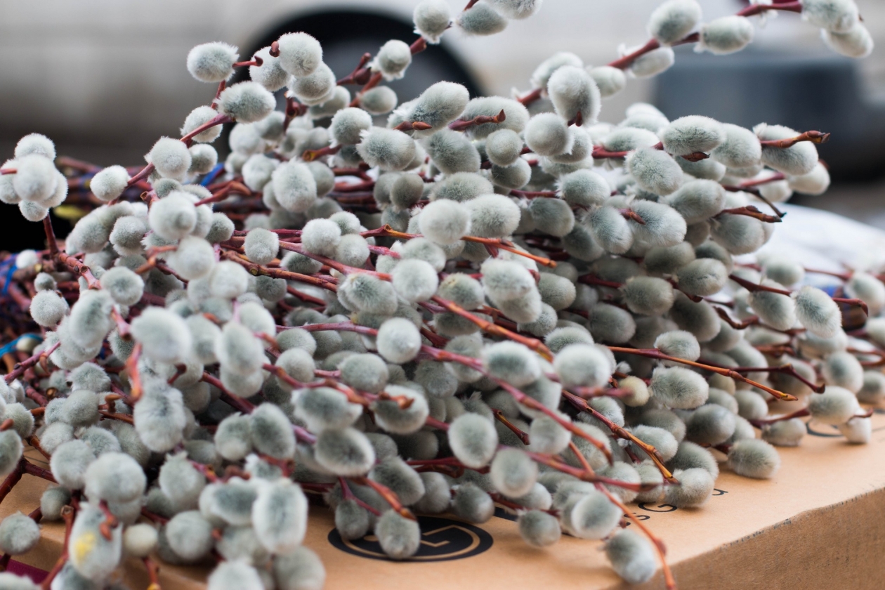 Тематическое фото ИА OmskMedia