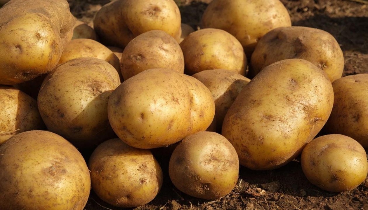 Картофель Автора