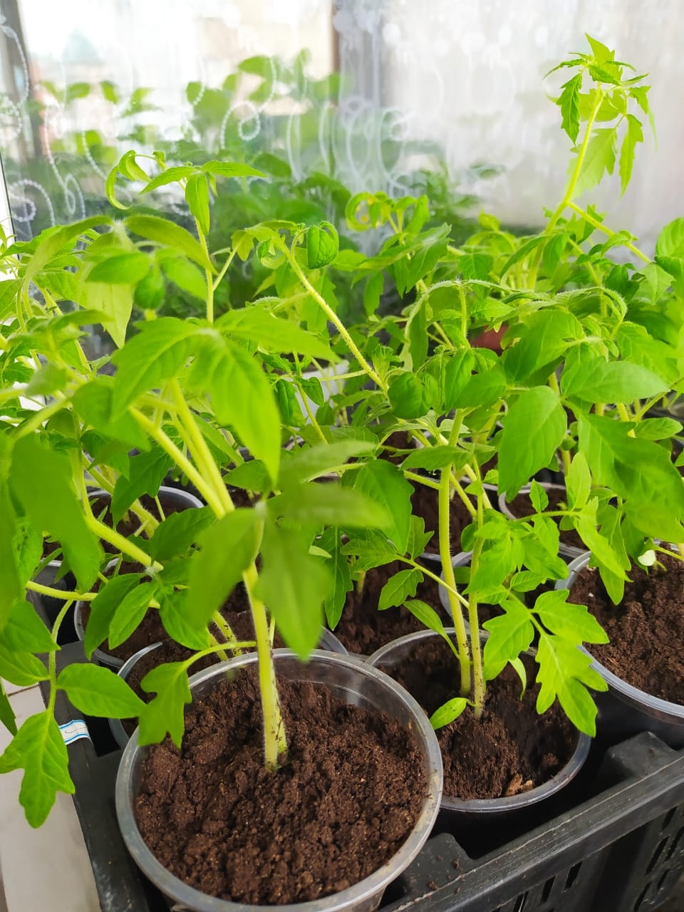 Рассада ИА PriamurMedia