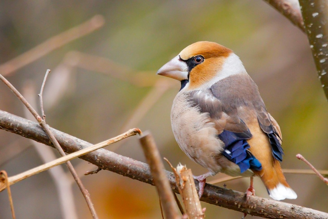 Дубонос https://www.mos.ru