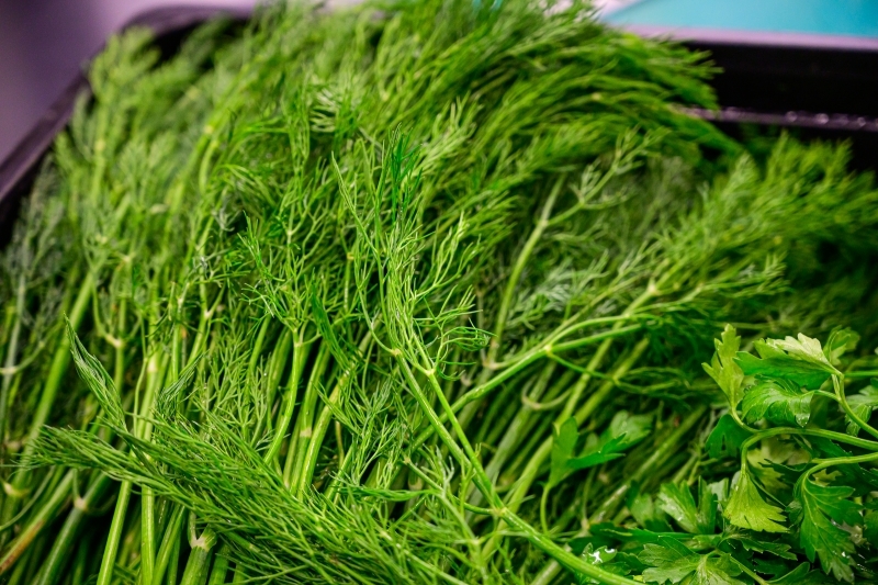 укроп, продукты питания, зелень, приправа, кулинария ИА ПримаМедиа