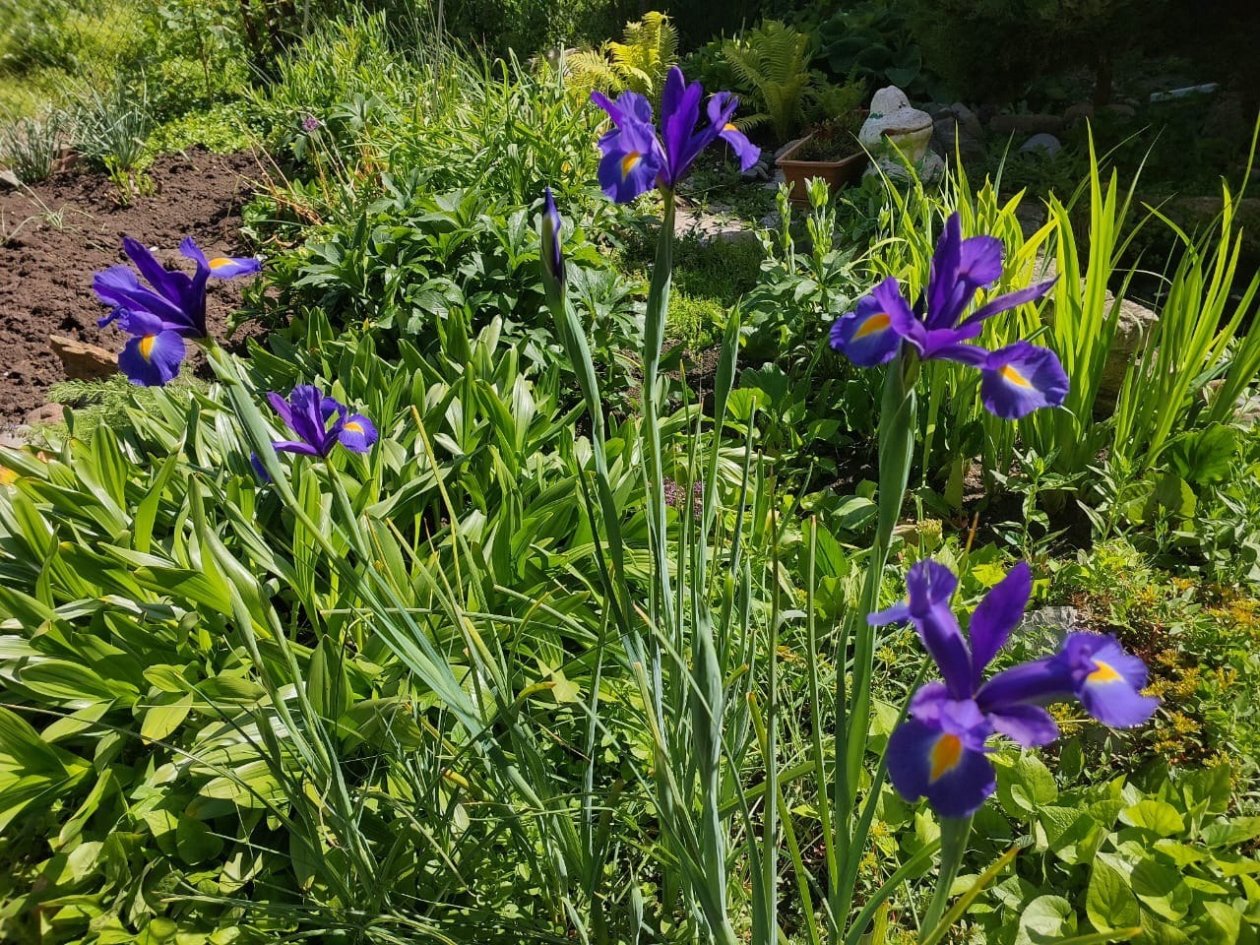 Как ирисы тронулись в рост — обязательно: 3 шага весной для пышного цветения, бородатым и безбородым ИА SevastopolMedia