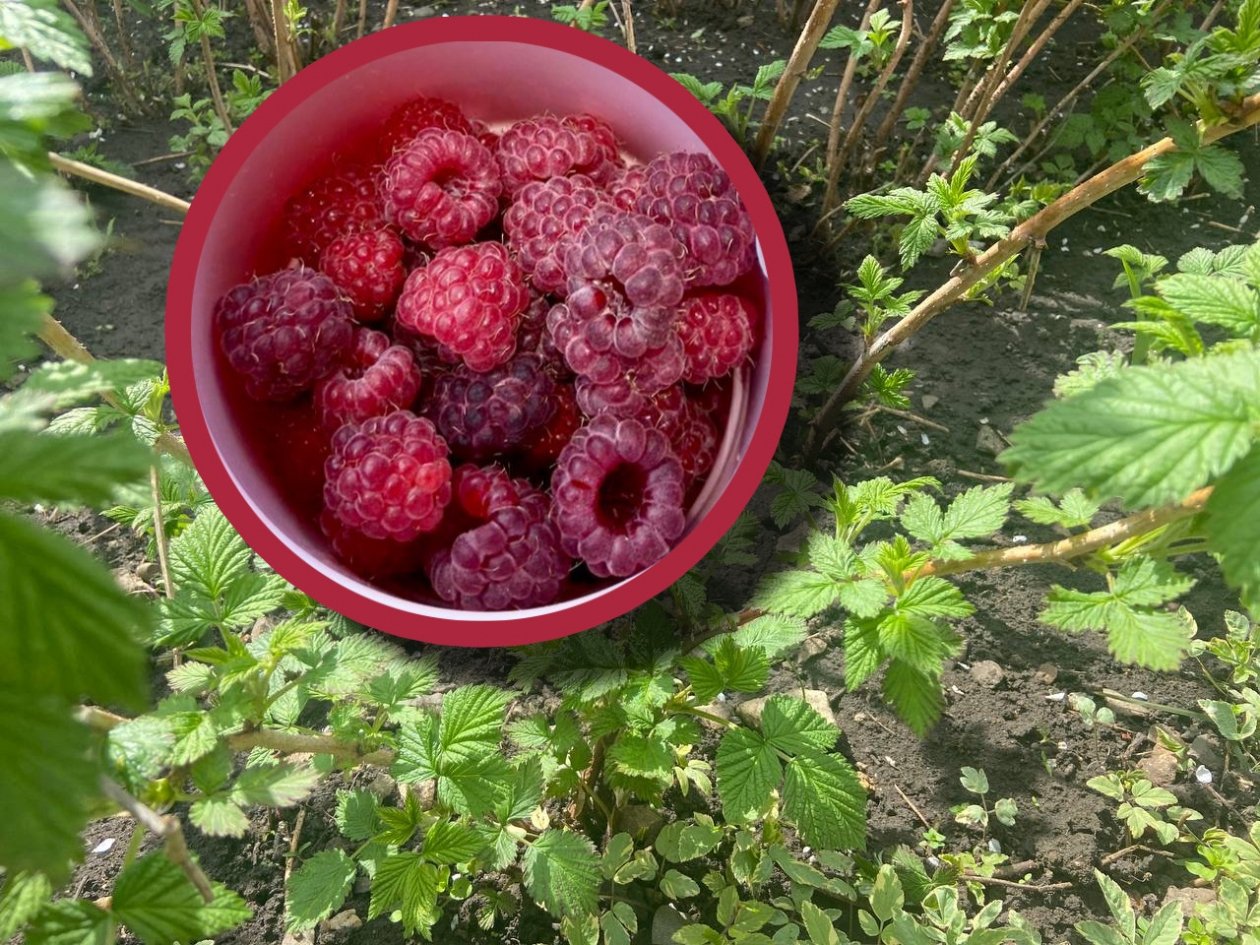 1 стакан на 10 л - кусты покрыты одеялом из малины: с одного 2,5 кг ягод ИА ChitaMedia