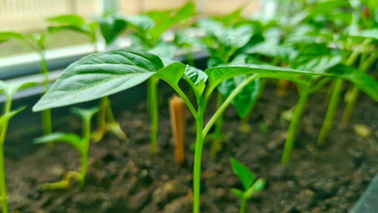 Тематическое фото ИА KrasnodarMedia