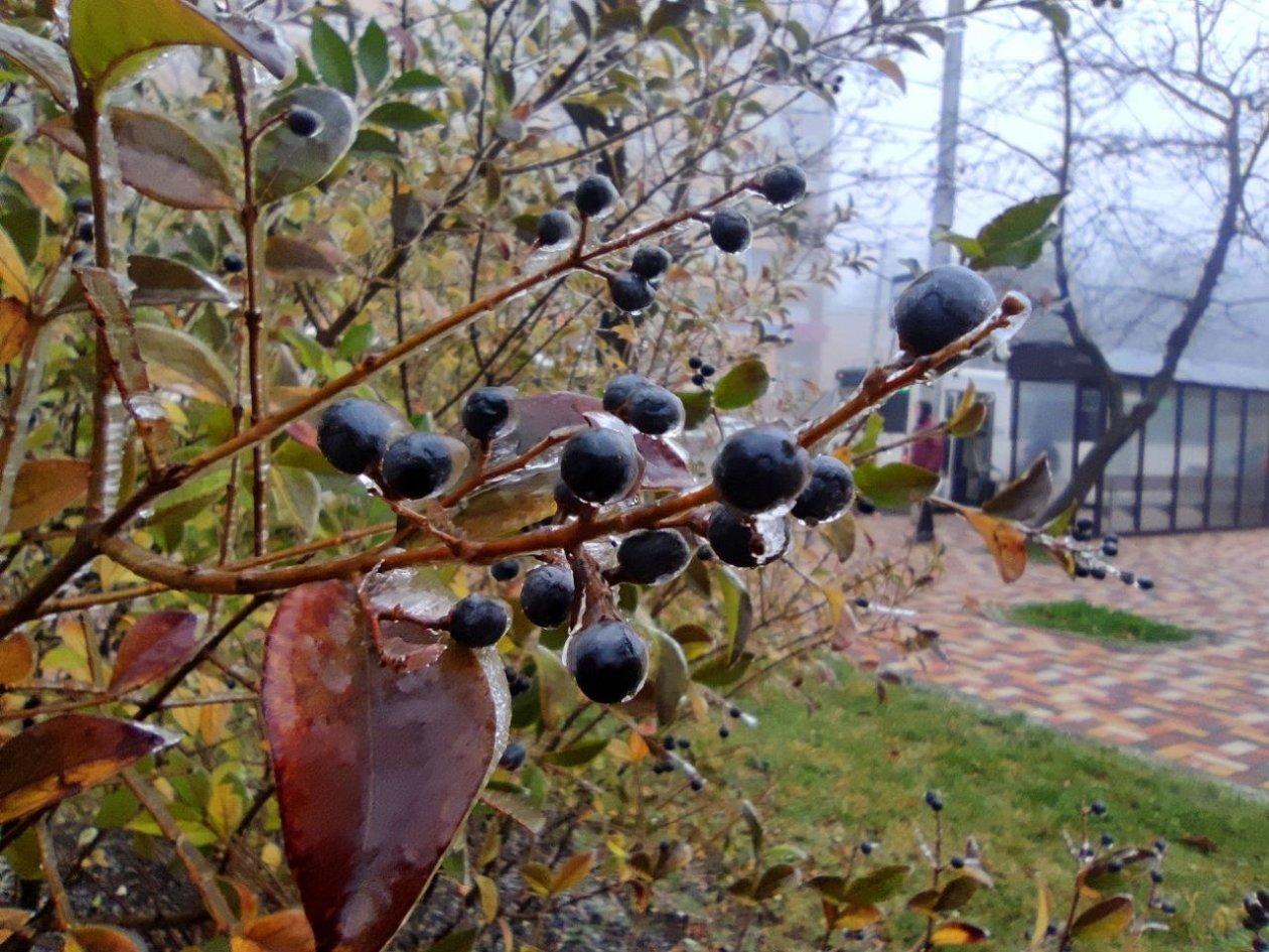 Заморозки ожидаются на Ставрополье в течение трех дней ИА Stavropol.Media