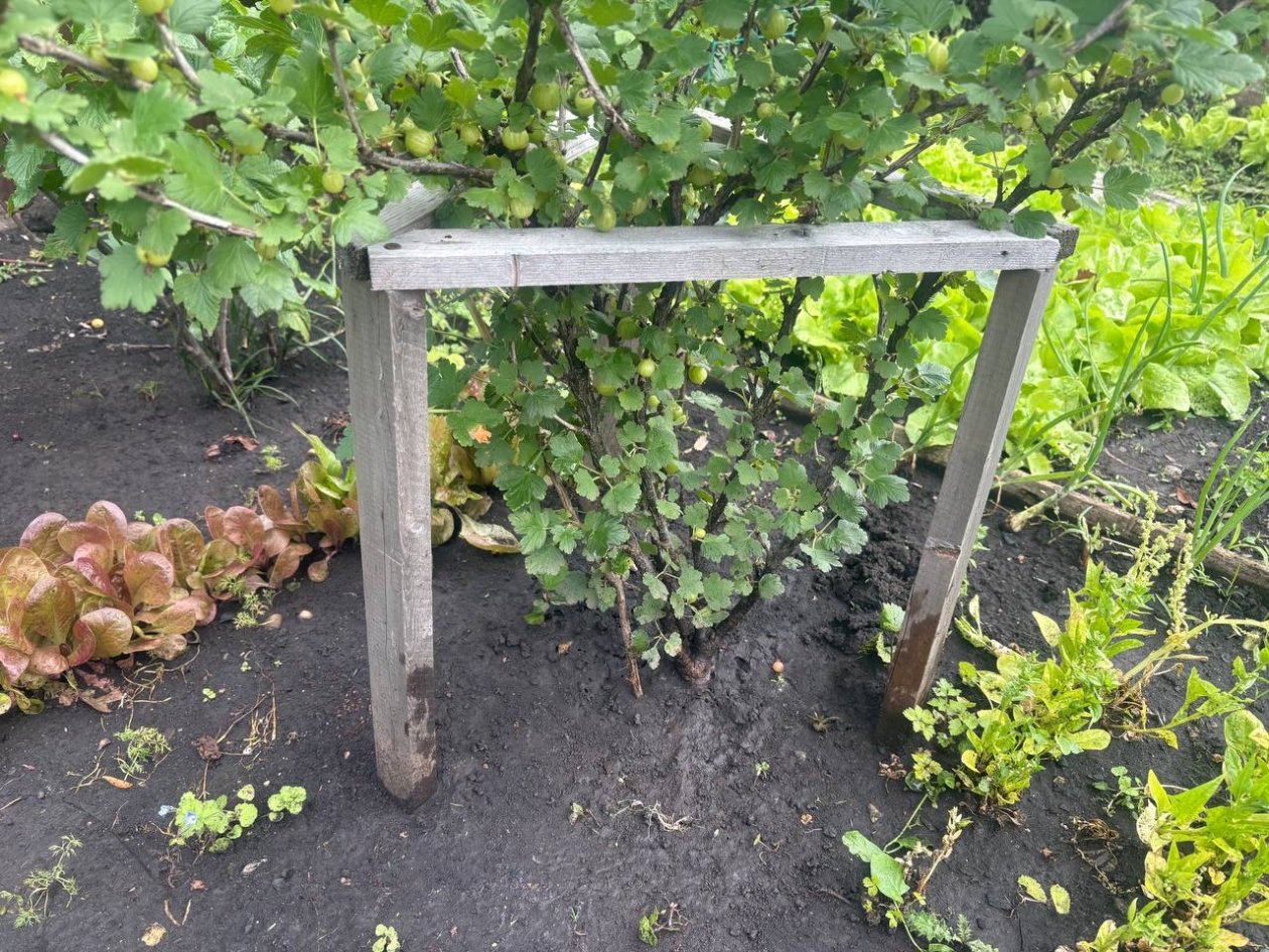 5 лучших соседей для крыжовника - удваивают урожай, отпугивают вредителей ИА Stavropol.Media