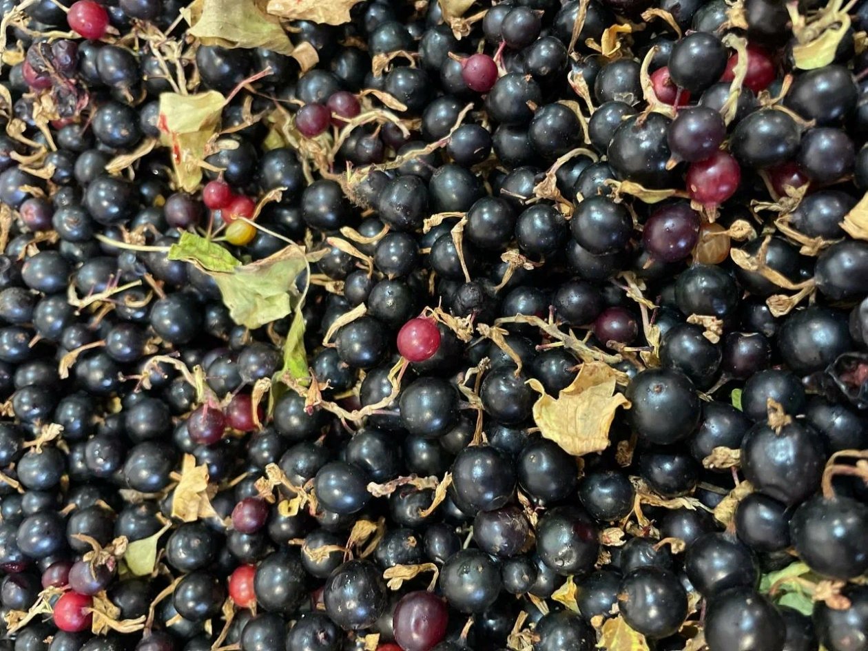 Смородине весной - не только обрезка: настаиваю 5 дней и лью - ягод как песка на пляже ИА ChitaMedia