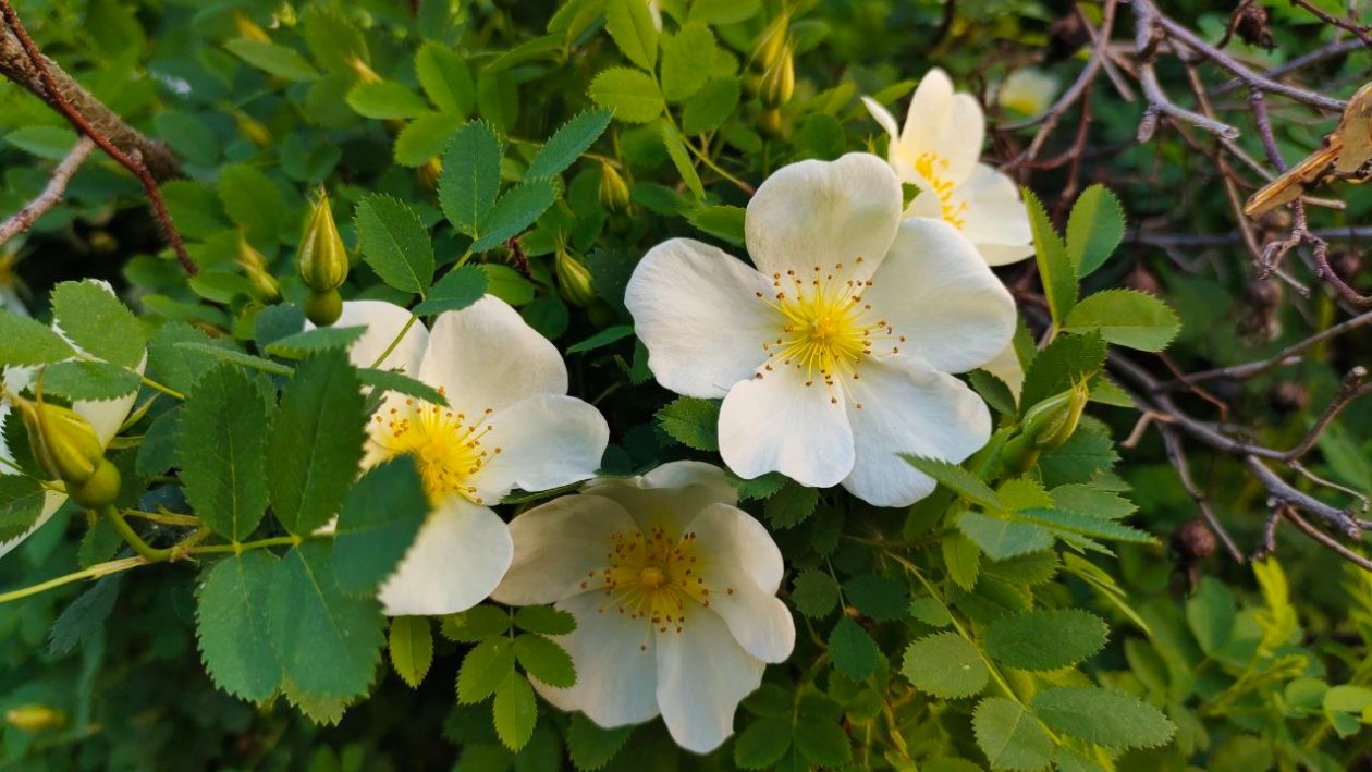 Шиповник ИА KrasnodarMedia