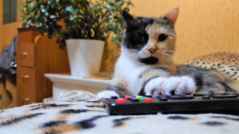 Тематическое фото ИА EAOMedia