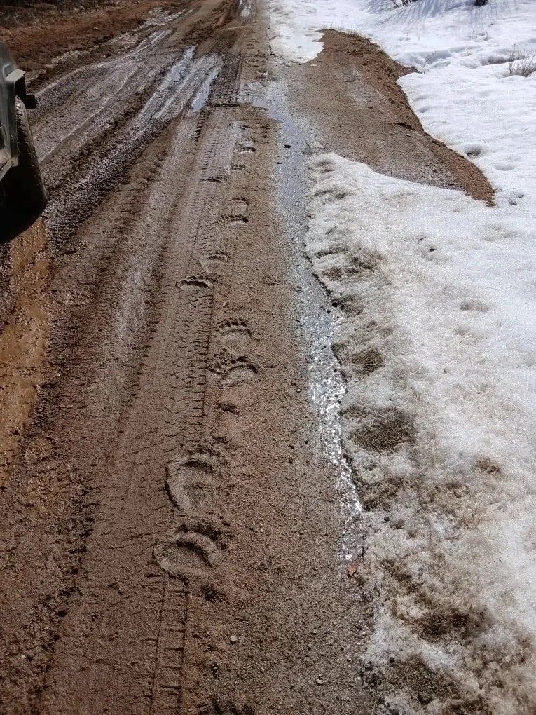 Следы медведя Канал МАХ (6+) Минприроды Забайкалья