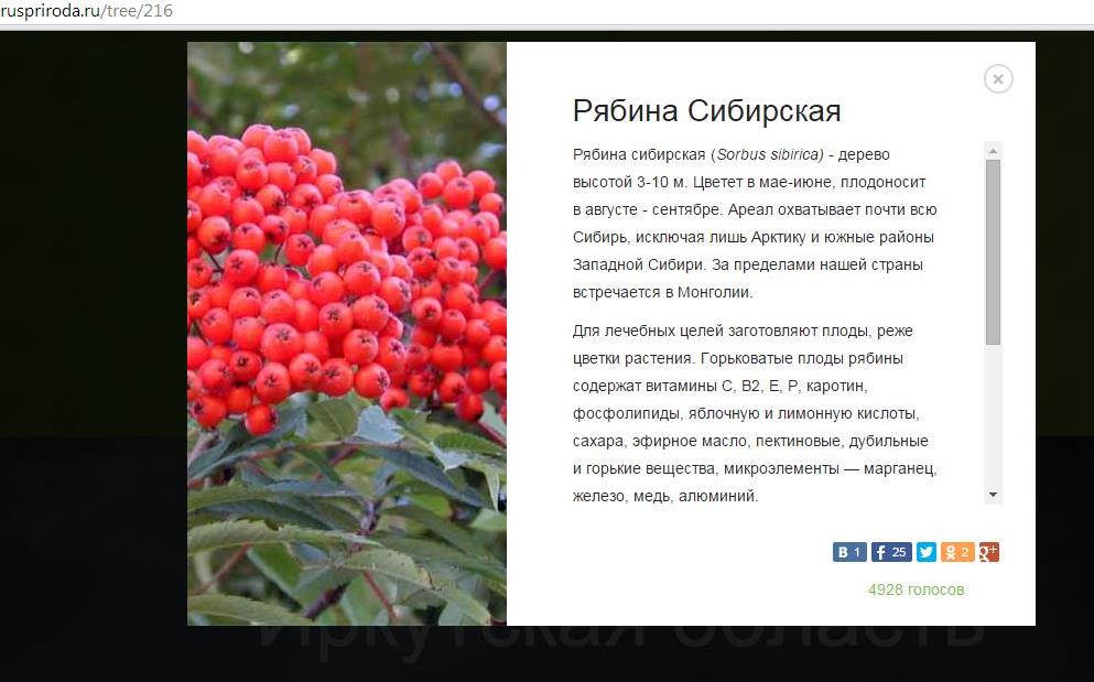 Рябина сибирская предварительно стала зеленым символом Иркутской области  Скриншот с сайта ruspriroda.ru