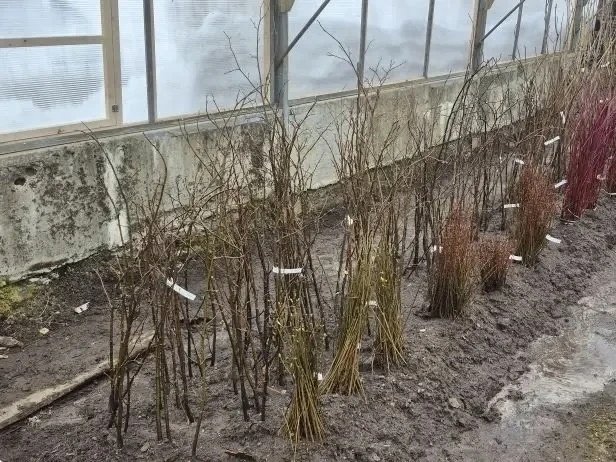 В Магадане растениеводы получили редкие саженцы для эксперимента пресс-служба мэрии Магадана