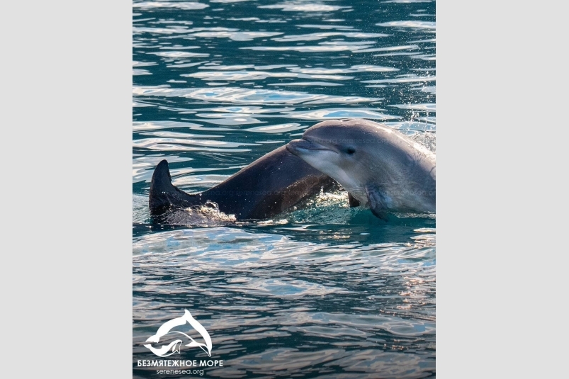 Дельфинята резвятся под Севастополем Центр &quotБезмятежное море&quot