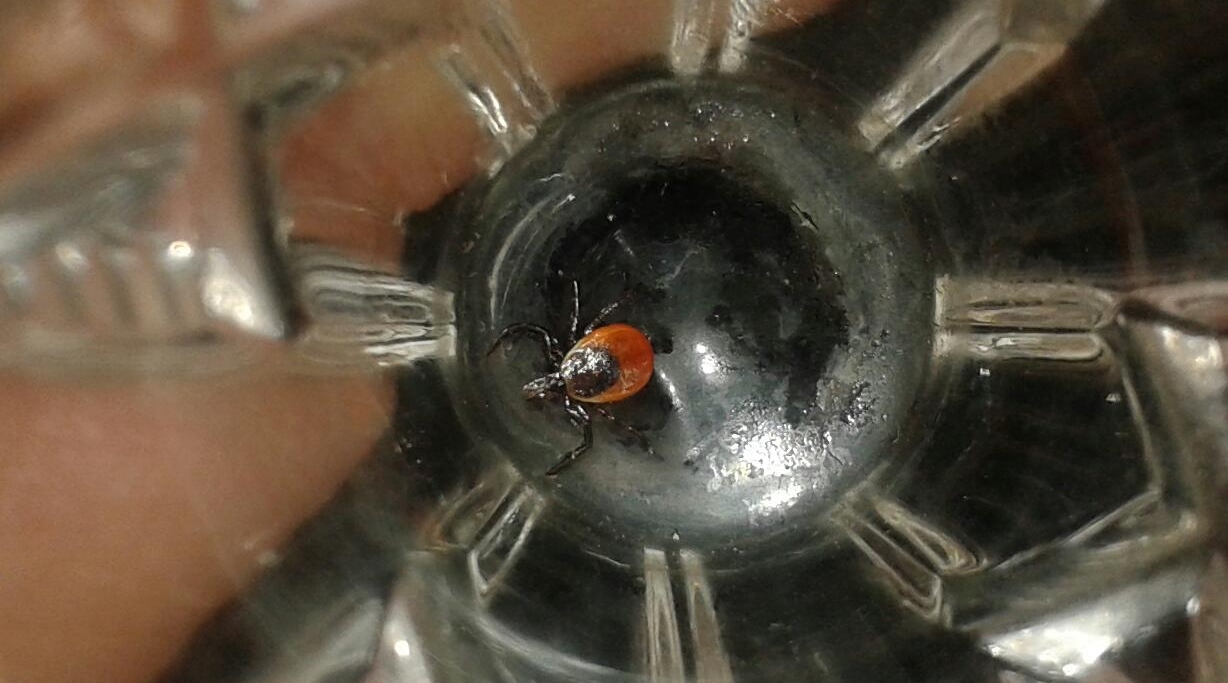 Первый случай заболевания клещевым боррелиозом в сезоне выявили на Ставрополье Кирилл Роткин, ИА IrkutskMedia