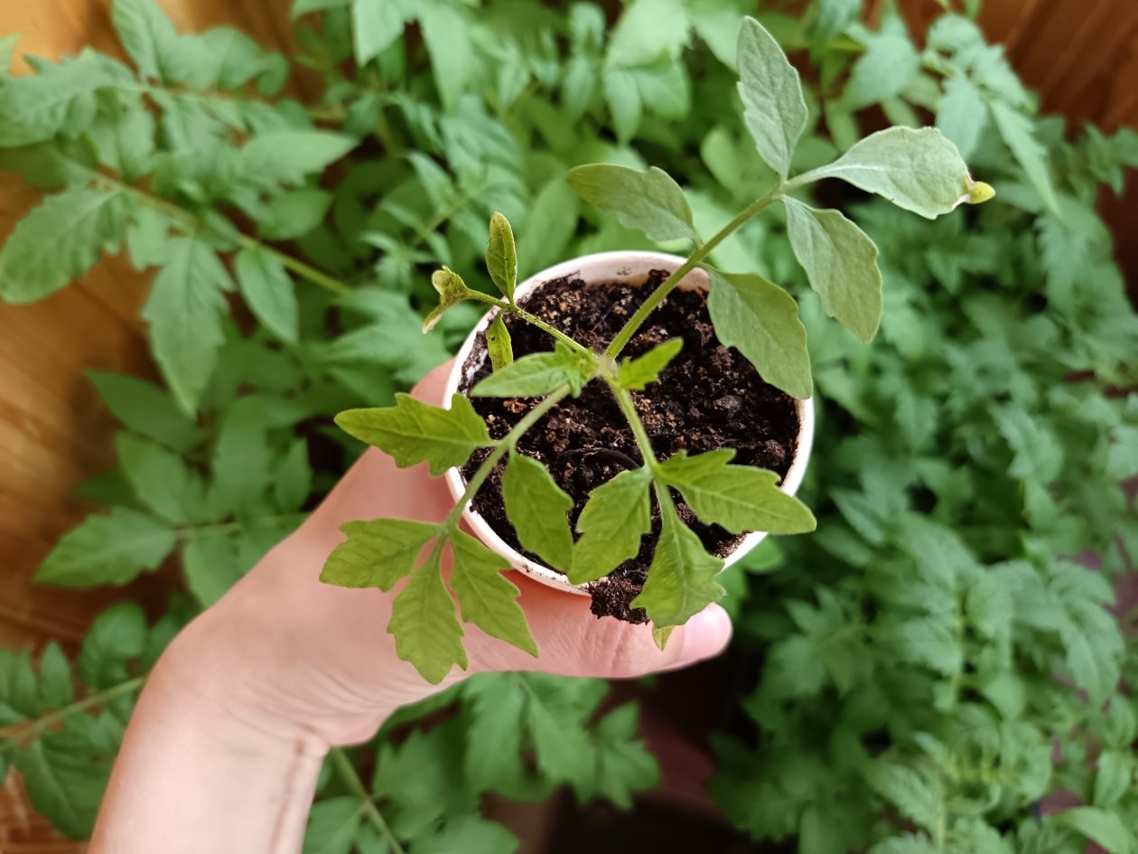 Томатам после пикировки - важнее нет, 1 гр на 2 л воды - встают скорее и сразу крепнут ИА StavropolMedia