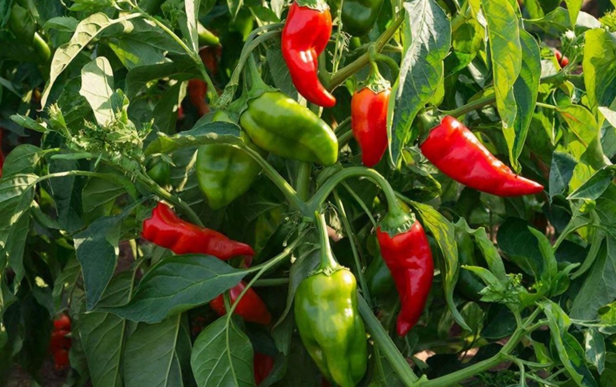 Тематическая иллюстрация Создано при помощи ИИ