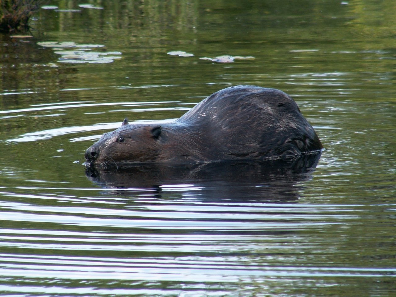 Бобрами лучше любоваться с расстояния wikipedia.org