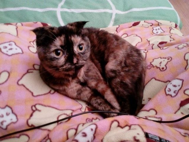 Тематическое фото Евгения Клименко, ИА UssurMedia