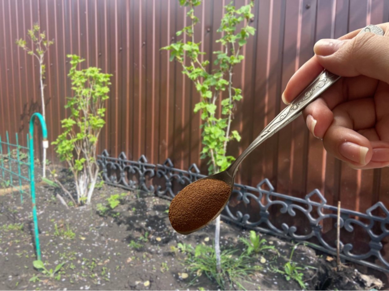 Забудьте про навоз: 3 ложки этого порошка заменяют тонну удобрений: &quotвау&quot эффект через 3 дня ИА KrasnodarMedia