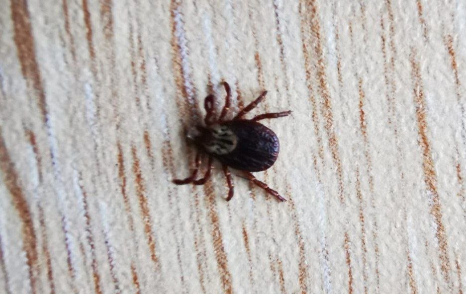 Клещ собственной персоной ИА UssurMedia