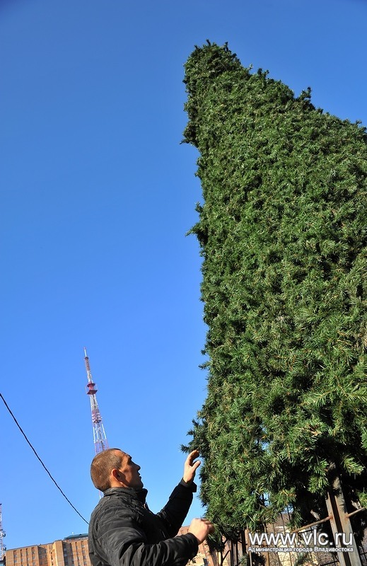 Елка, Фото с места события из других источников