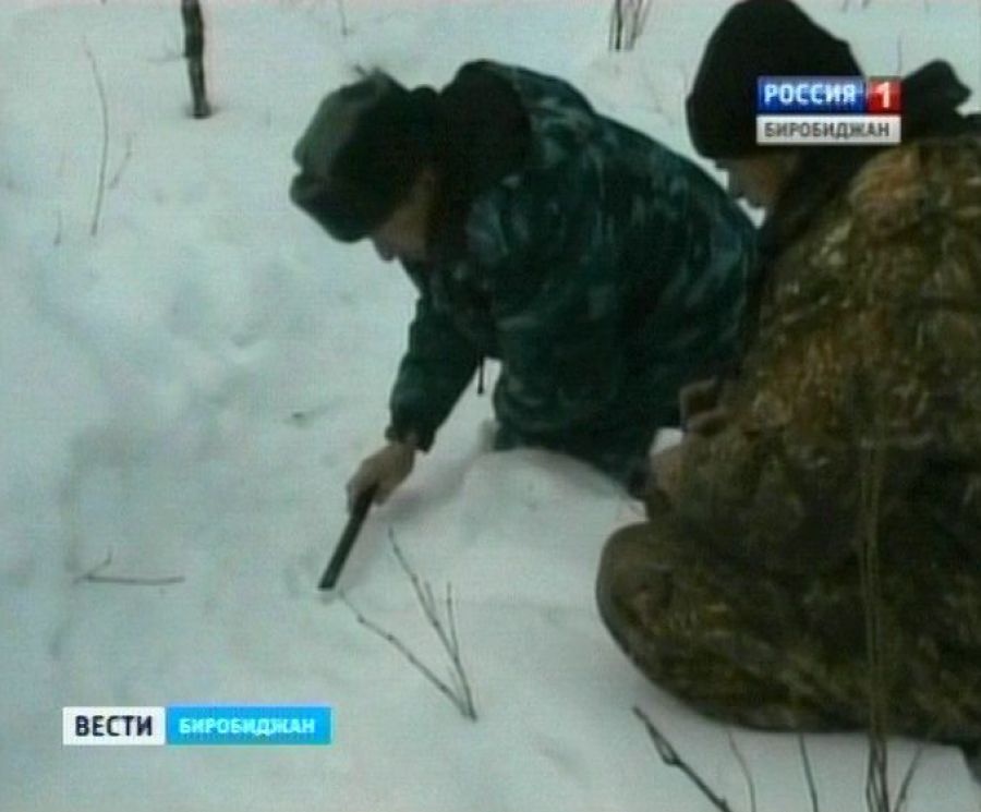 Полосатая гостья из Амурской области наведалась в окрестности с.Башурово ЕАО ГТРК "Бира"