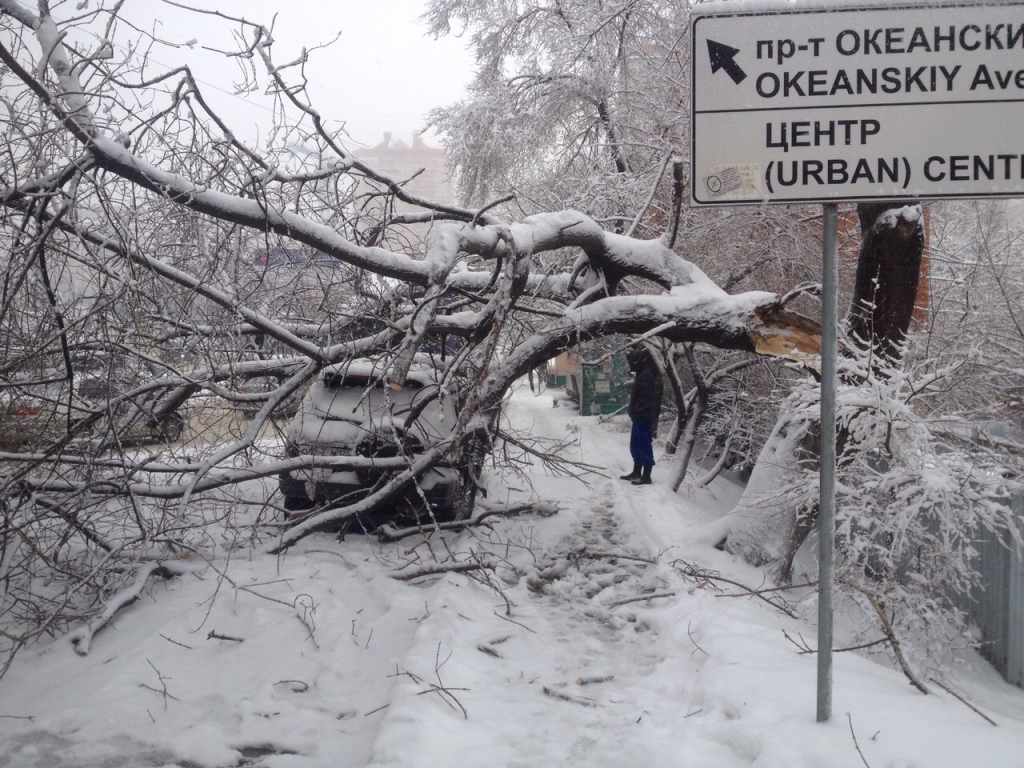 Дерево рухнуло на авто, Фото с места события собственное