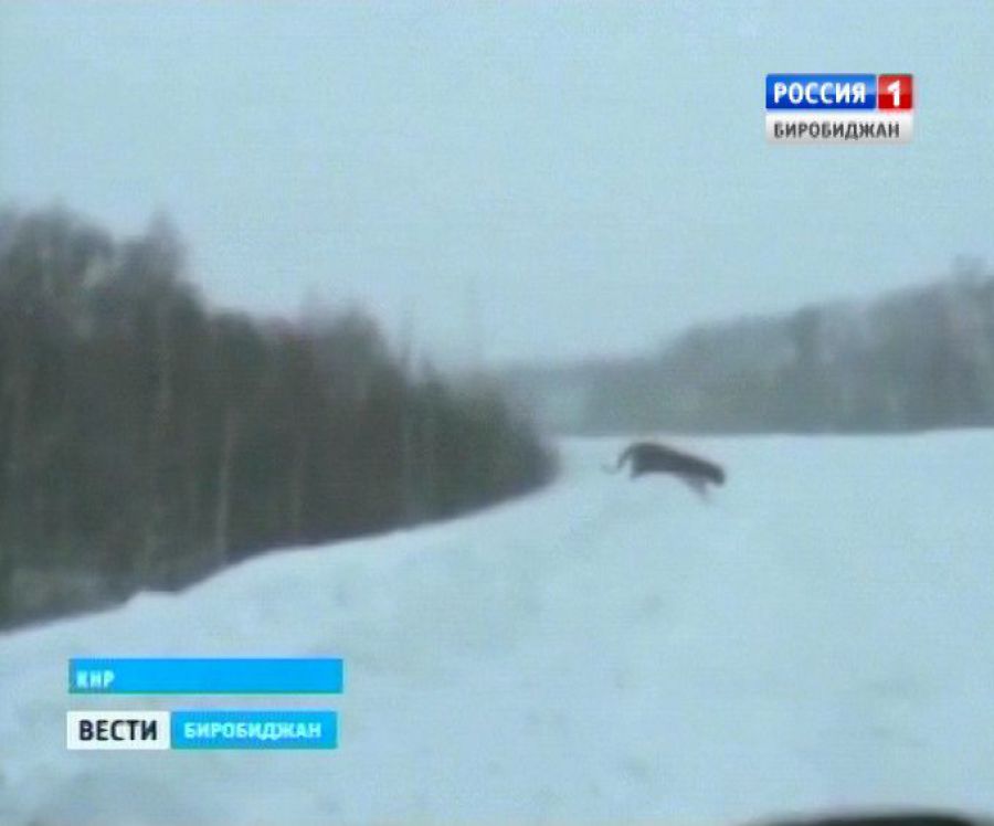 Голод заставил тигра Устина из ЕАО нападать на домашний скот в соседнем Китае ГТРК "Бира"