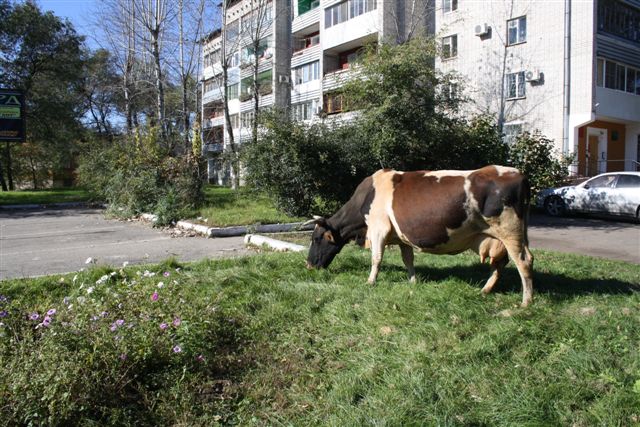 Корова бывает бродячей не от хорошей жизни Владимир Иващенко, ИА ЕАОmedia
