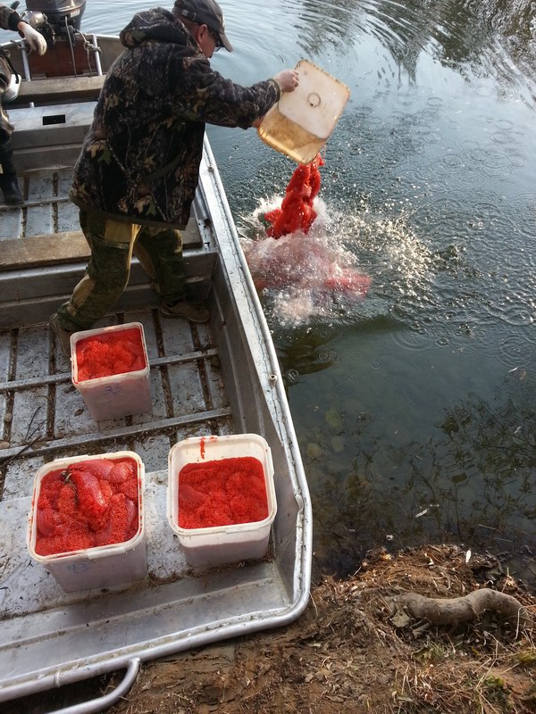 Рассадником для браконьеров стал Магаданский заповедник, Фото с места события из других источников