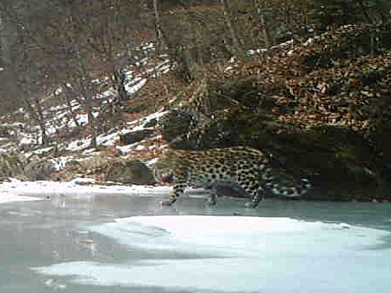 Звезда сериала о леопардах "попала" в фотоловушку  leopard-land.ru