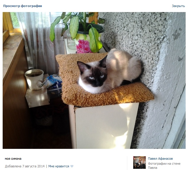 Пользователи продемонстрировали своих котиков, Фото с места события из других источников