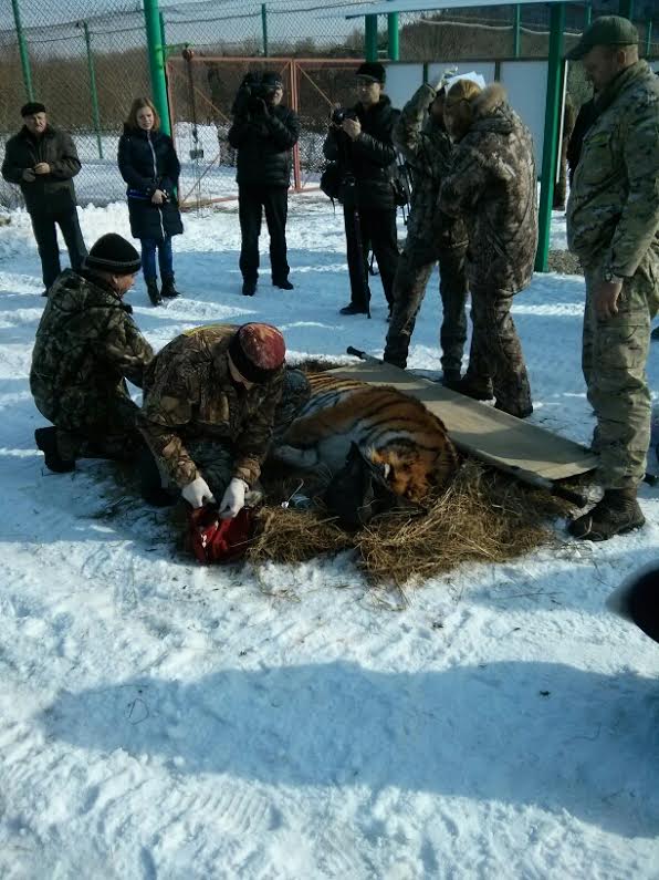 Тигра еще раз обследовали перед поездкой, Фото с места события собственное