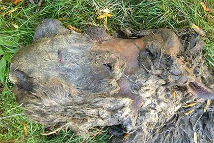 Останки детеныша шерстистого носорога нашли в Якутии ysia.ru