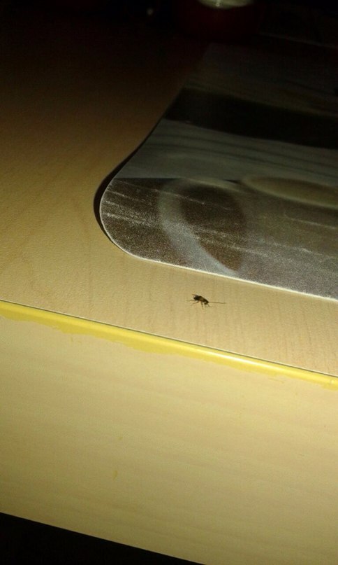 Тараканы составляют компанию посетителям столовой "Ложка" в Хабаровске, Фото с места события из других источников