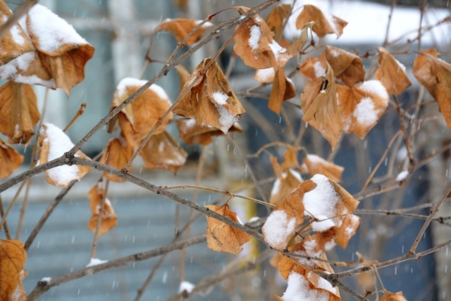 Циклон в ЕАО бушевал несколько дней, Фото с места события собственное