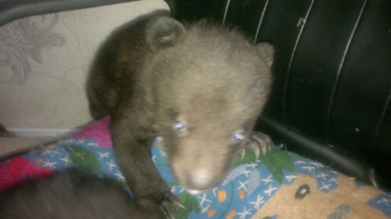 Медвежата-подкидыши из Хабаровска ищут сопровождающего в погонах и с добрым сердцем , Фото с места события из других источников