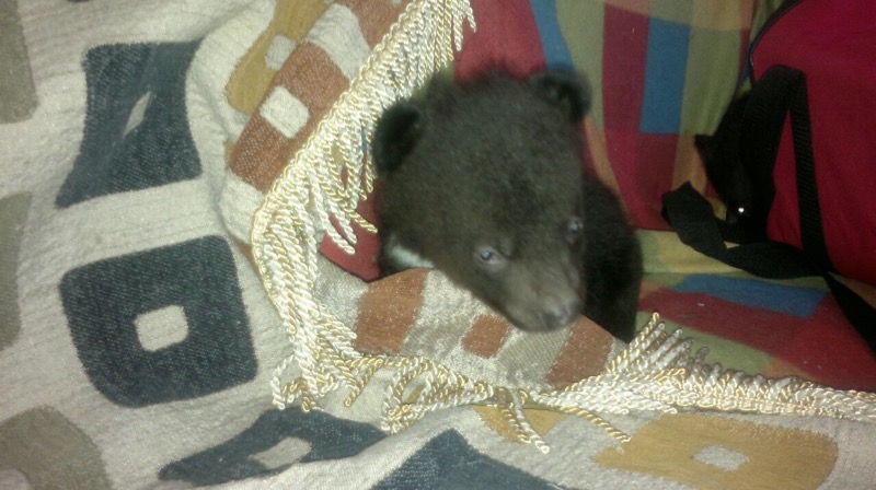 Медвежата-подкидыши из Хабаровска ищут сопровождающего в погонах и с добрым сердцем , Фото с места события из других источников